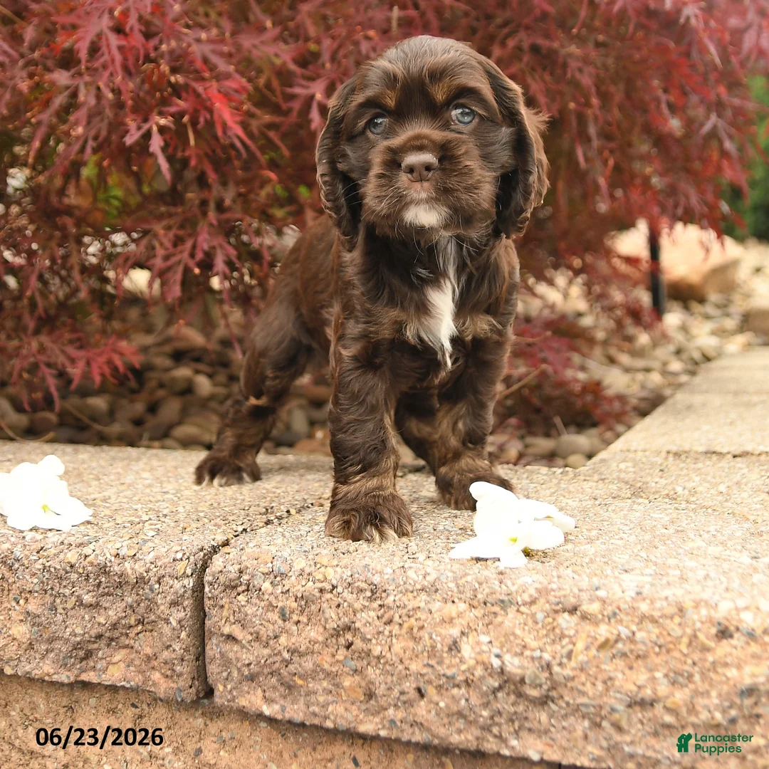Cocker Spaniel dogs for sale: Lindy - Ad 1