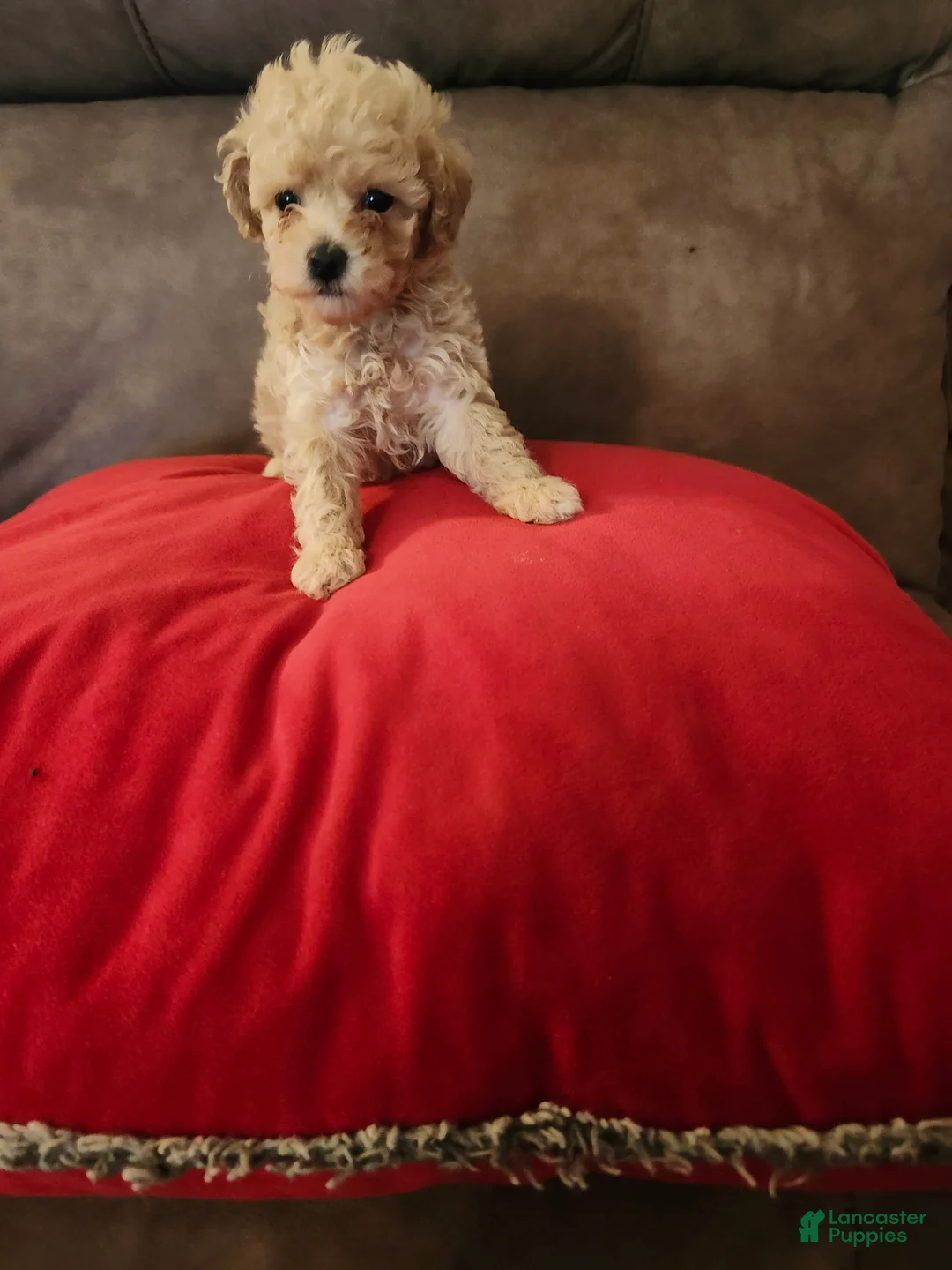 Toy Poodle dogs for sale: Toy Poodle Puppy 2 - Ad 1