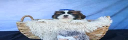 Shih Tzu dogs for sale: REX - Ad 18