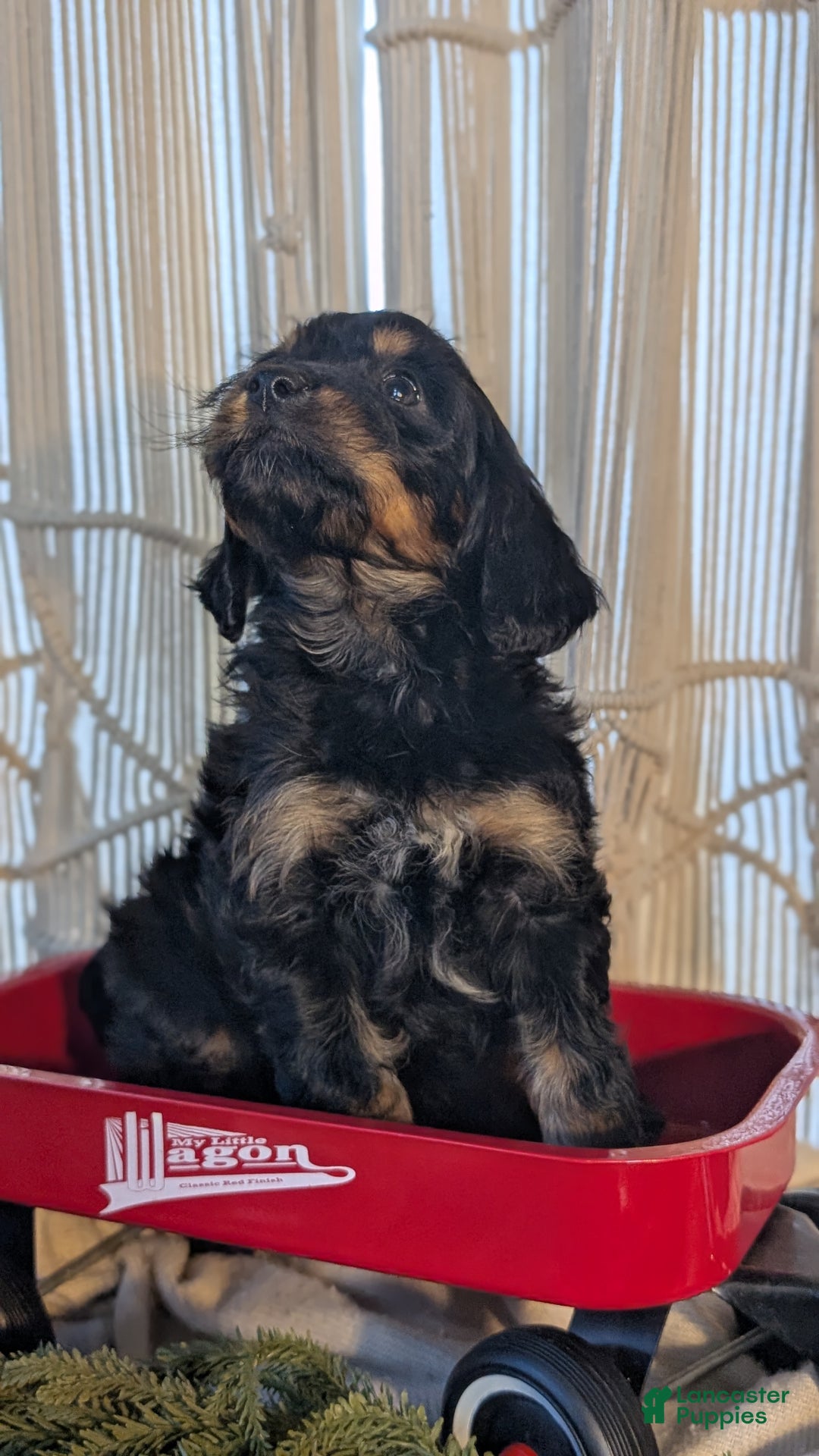 Cavapoo dogs for sale: Ace - Ad 7