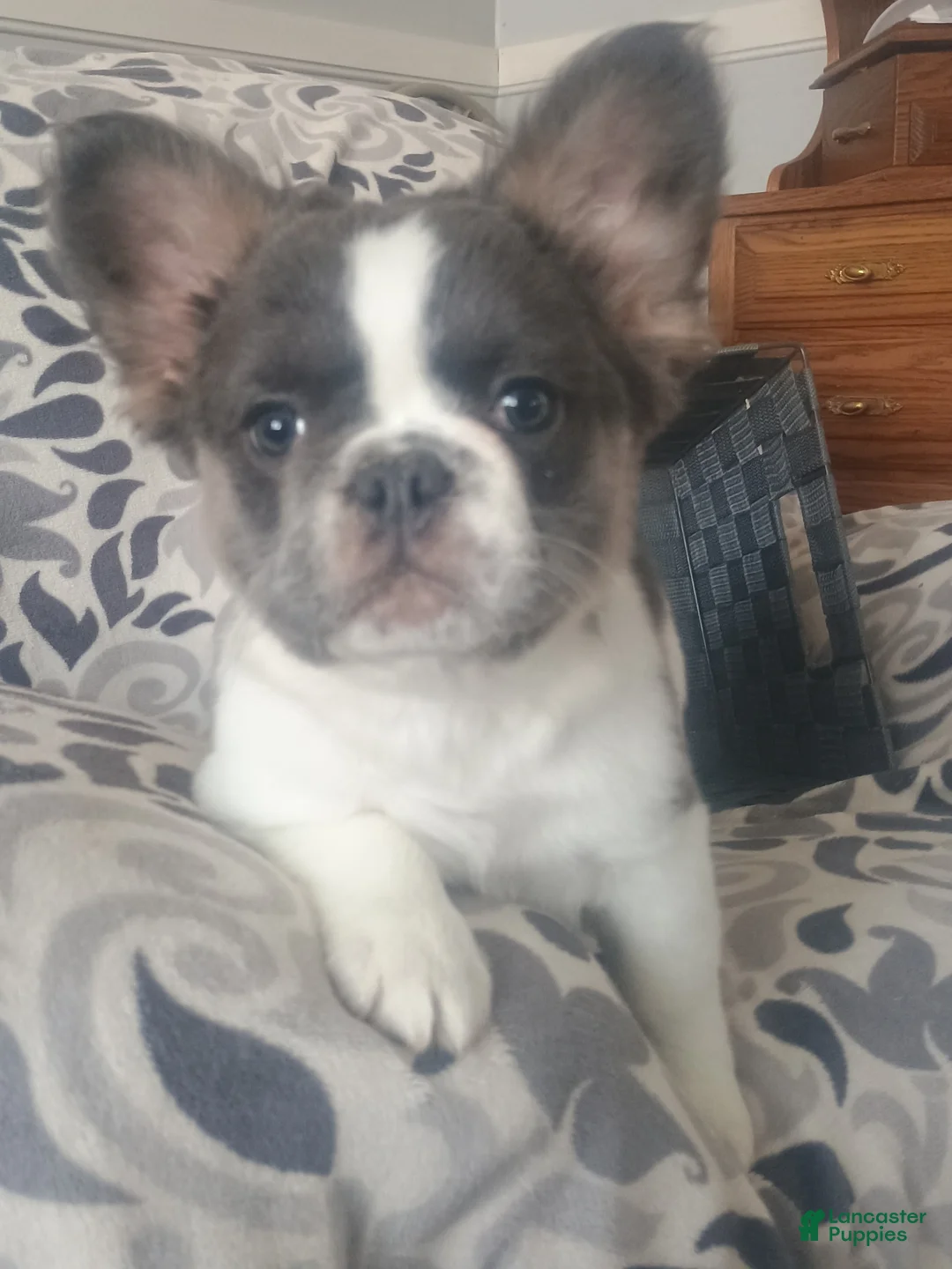 French Bulldog dogs for sale: Fluffy Tulip  - Ad 7