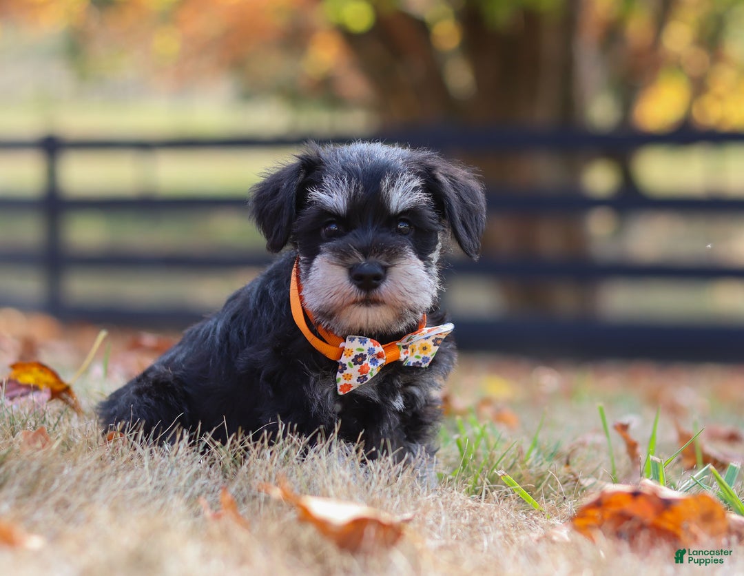 Miniature Schnauzer dogs for sale: Brianna - Ad 31