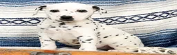 Dalmatian dogs for sale: Sprinkles - Ad 4