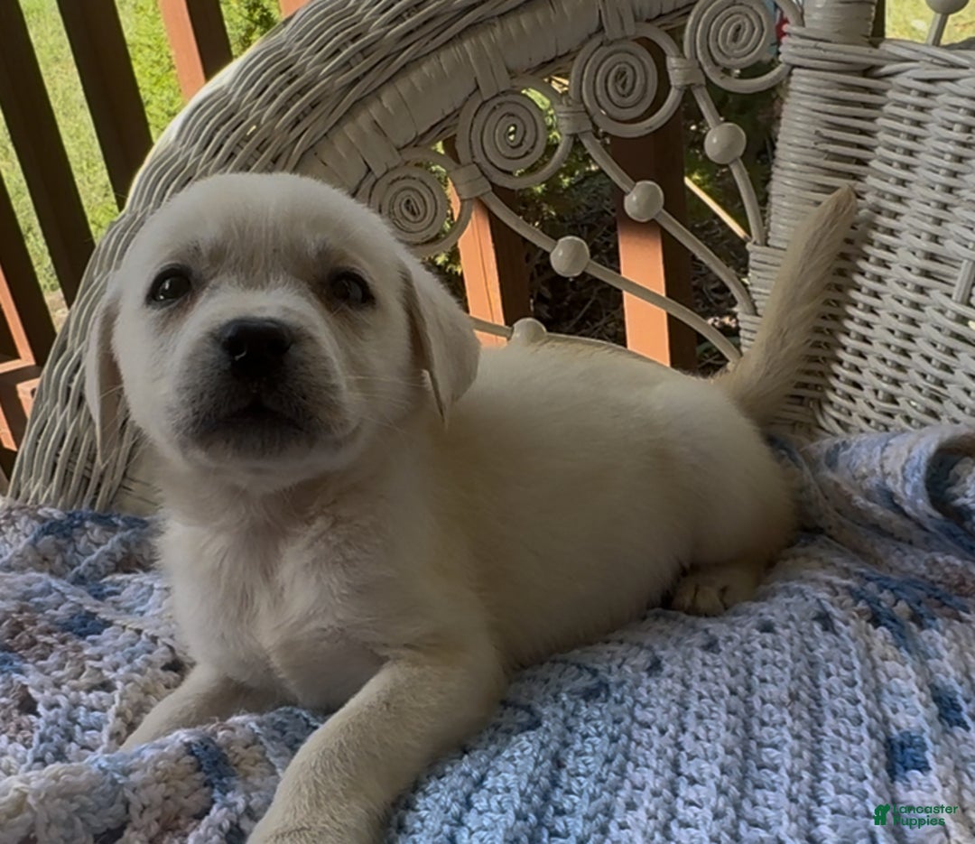Labrador Retriever dogs for sale: Labrador Retriever Male Seth - Ad 9