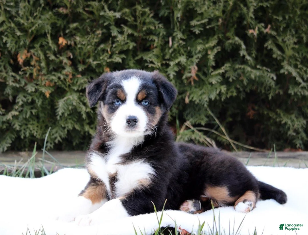 Australian Shepherd dogs for sale: Pansy - Ad 1