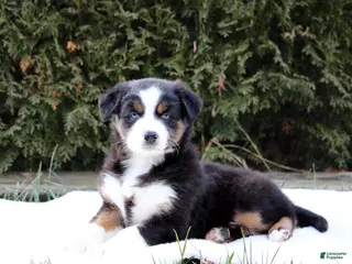 Australian Shepherd dogs Pansy - Ad 35