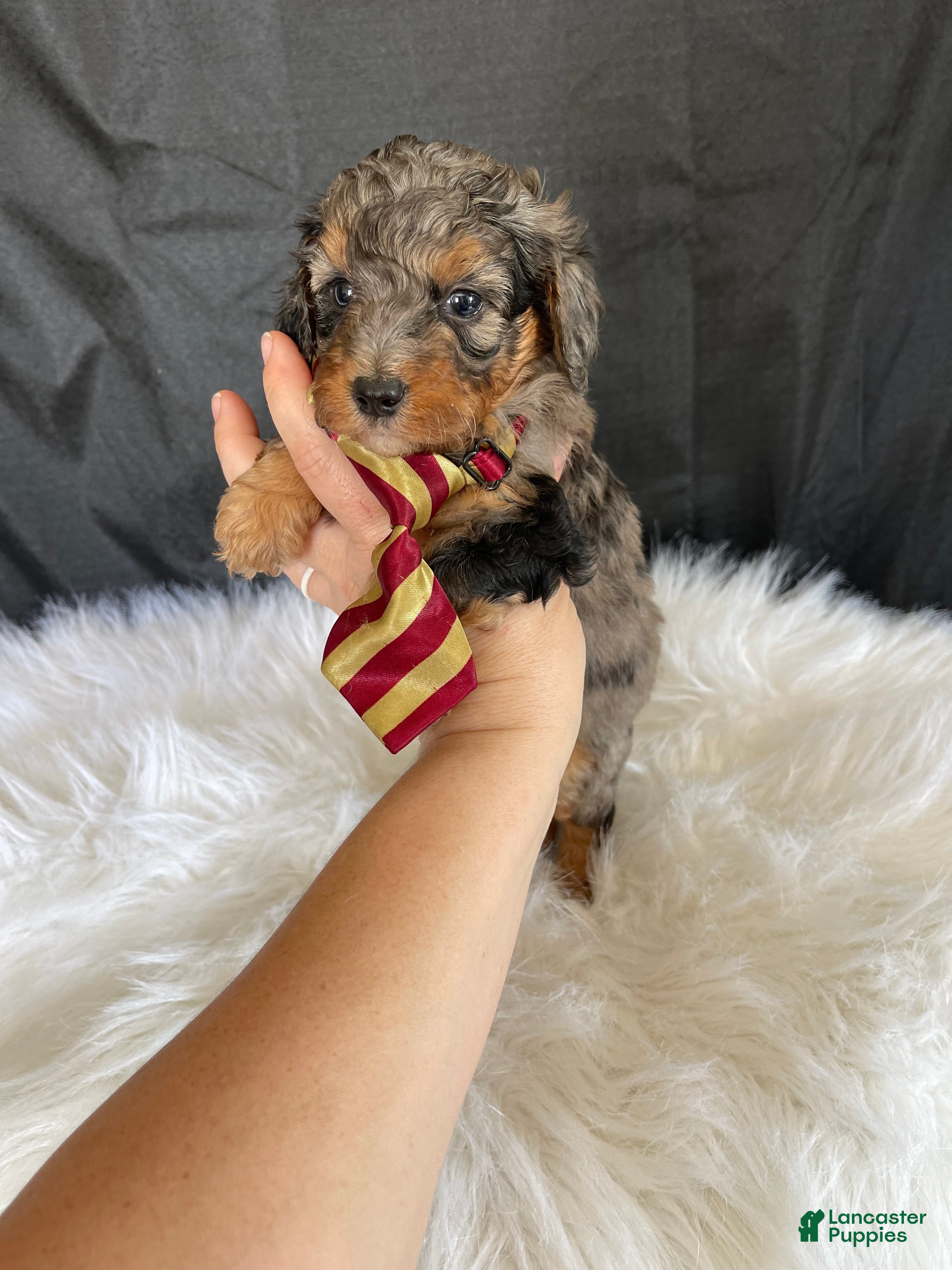 Miniature Poodle dogs Akc Blue Merle Phantom  - Ad 8