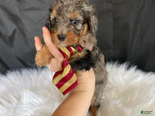 Miniature Poodle dogs Akc Blue Merle Phantom - Ad 8