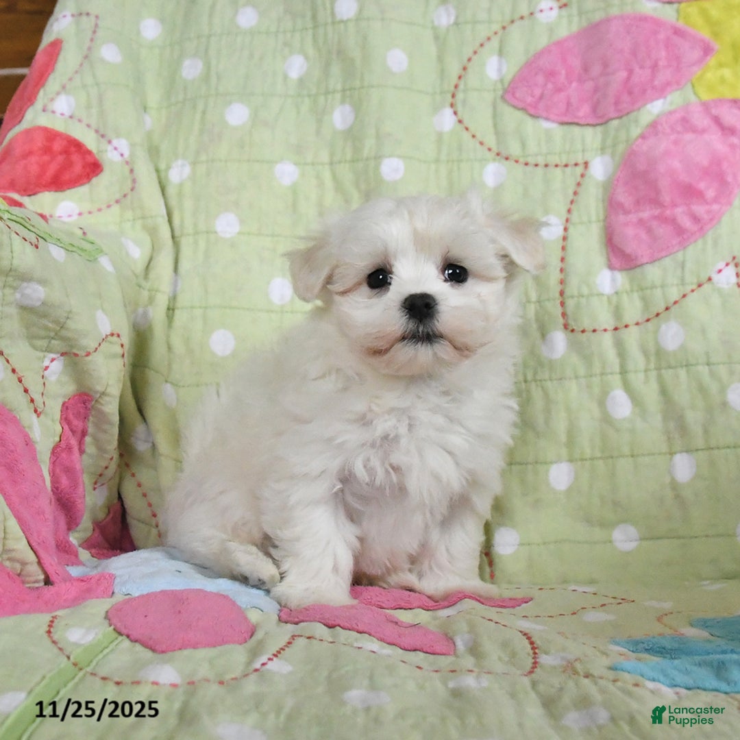 Maltese dogs for sale: Gabriel - Ad 2