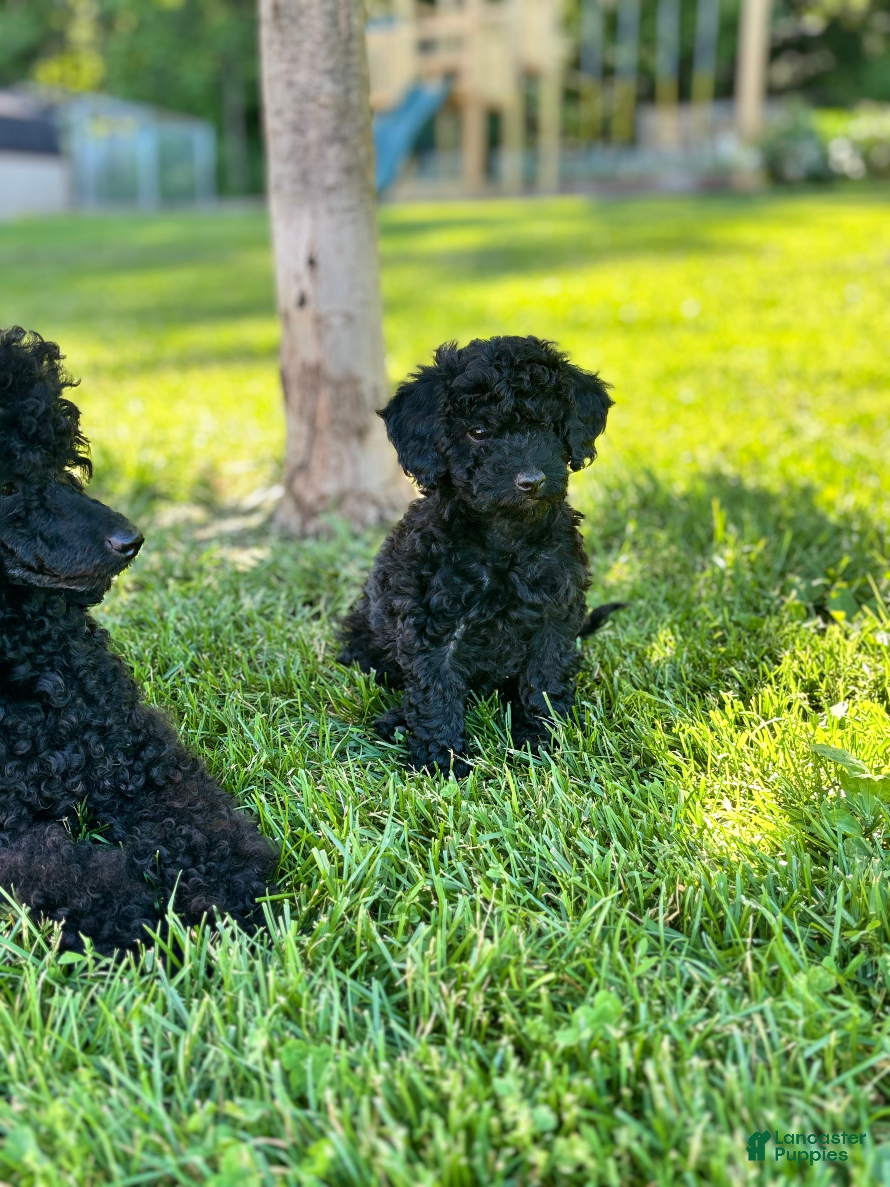 Miniature Poodle dogs Pepper - Ad 1