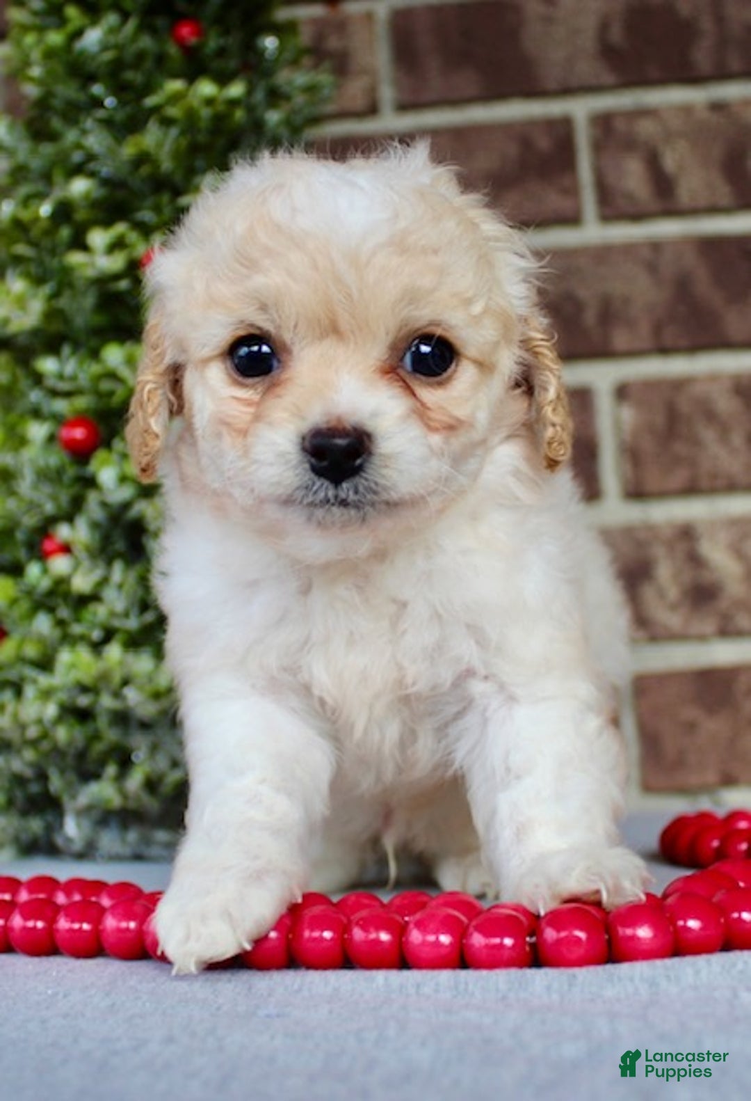 Miniature Poodle dogs for sale: Frosty - Ad 2
