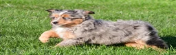 Miniature Australian Shepherd dogs for sale: Austin - Ad 10