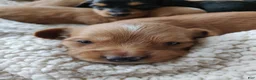 Miniature Dachshund dogs for sale: Clifford  - Ad 6