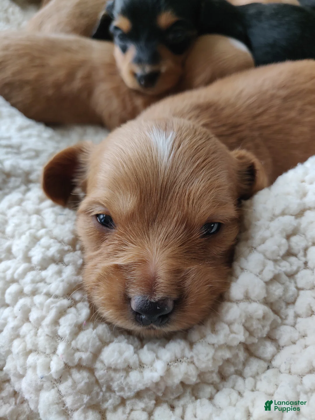 Miniature Dachshund dogs for sale: Clifford  - Ad 6