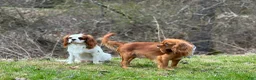 Cavalier King Charles Spaniel dogs for sale: Cavalier King Charles Spaniel Puppy 3 - Ad 17