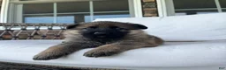 German Shepherd dogs for sale: Simba - Ad 6