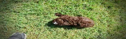 Havapoo dogs for sale: Juno-LABOR DAY SALE-TAKE $100 OFF!!! - Ad 9