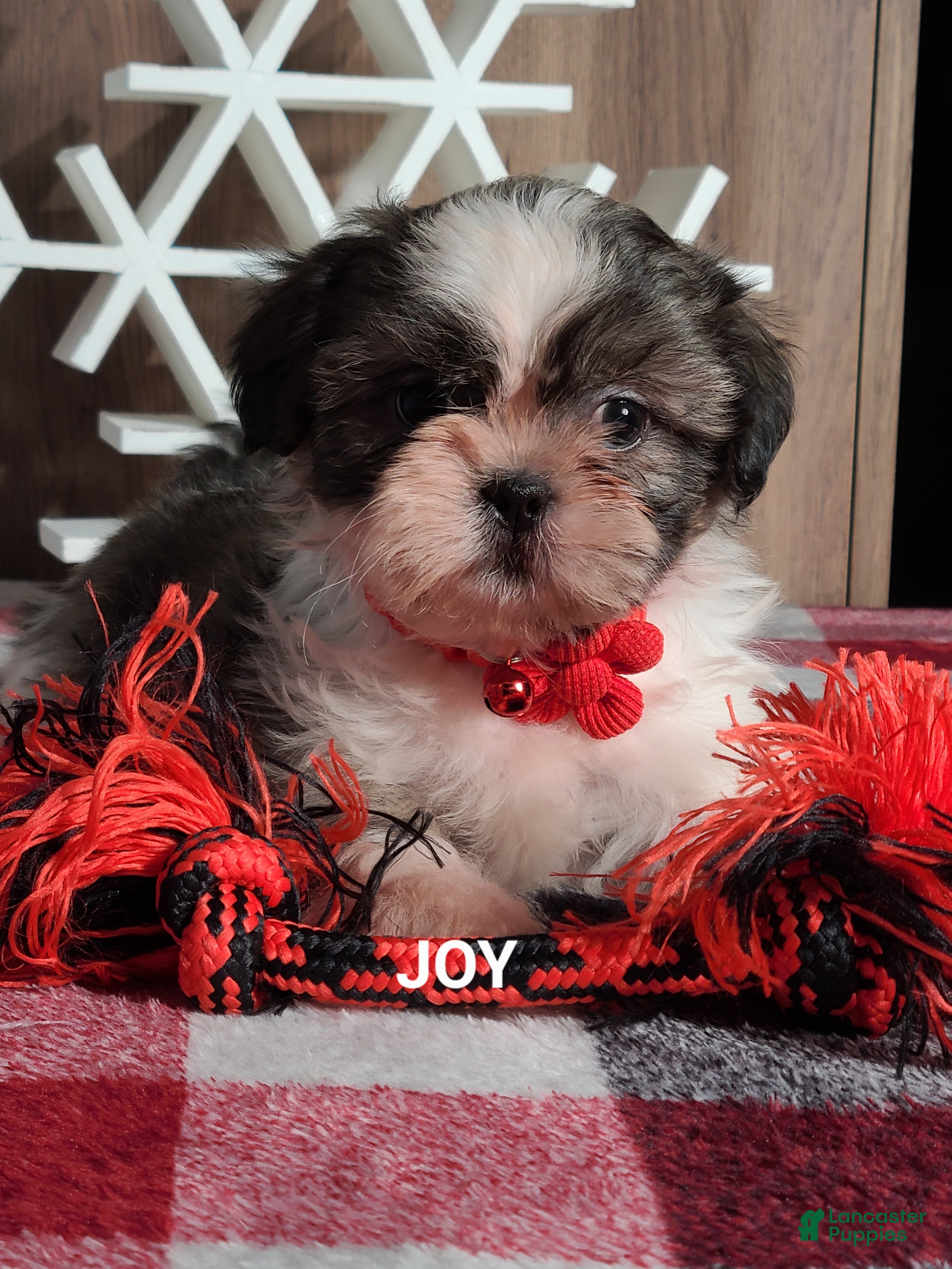 Shih Tzu dogs Joy  - Ad 21