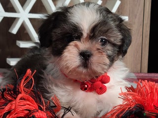 Shih Tzu dogs Joy - Ad 21