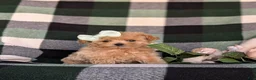 Maltipoo dogs for sale: Candace 8 lbs Full Grown - Ad 3