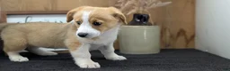 Welsh Corgi Pembroke dogs for sale: Nadia - Ad 4