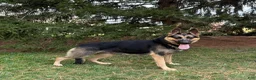 German Shepherd dogs for sale: Tammy - Ad 3