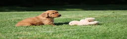 Golden Retriever dogs for sale: Winnie - Ad 2