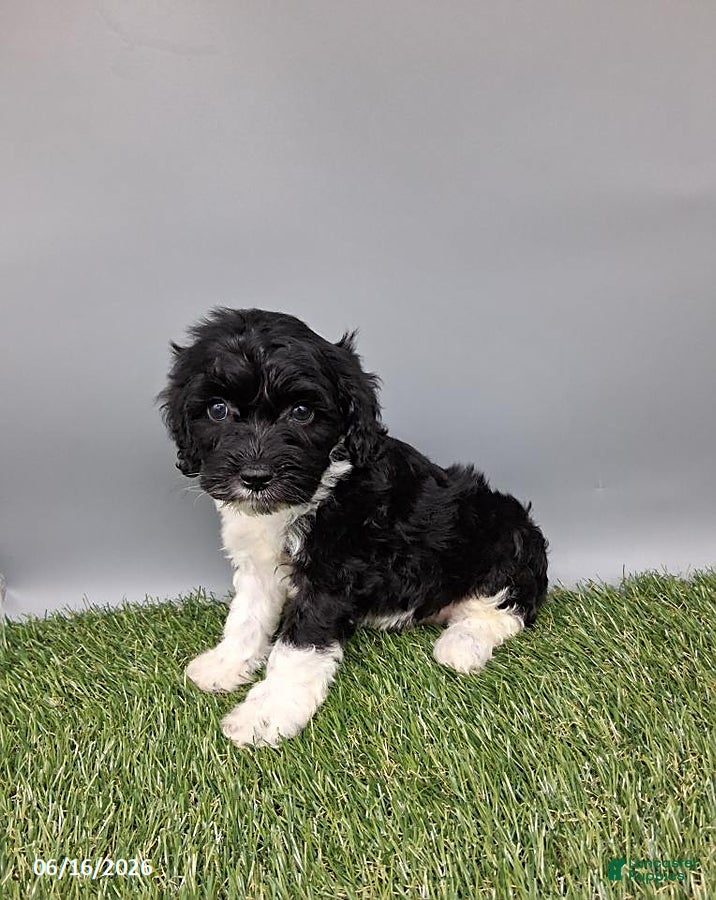 Cockapoo dogs Candy - Ad 1
