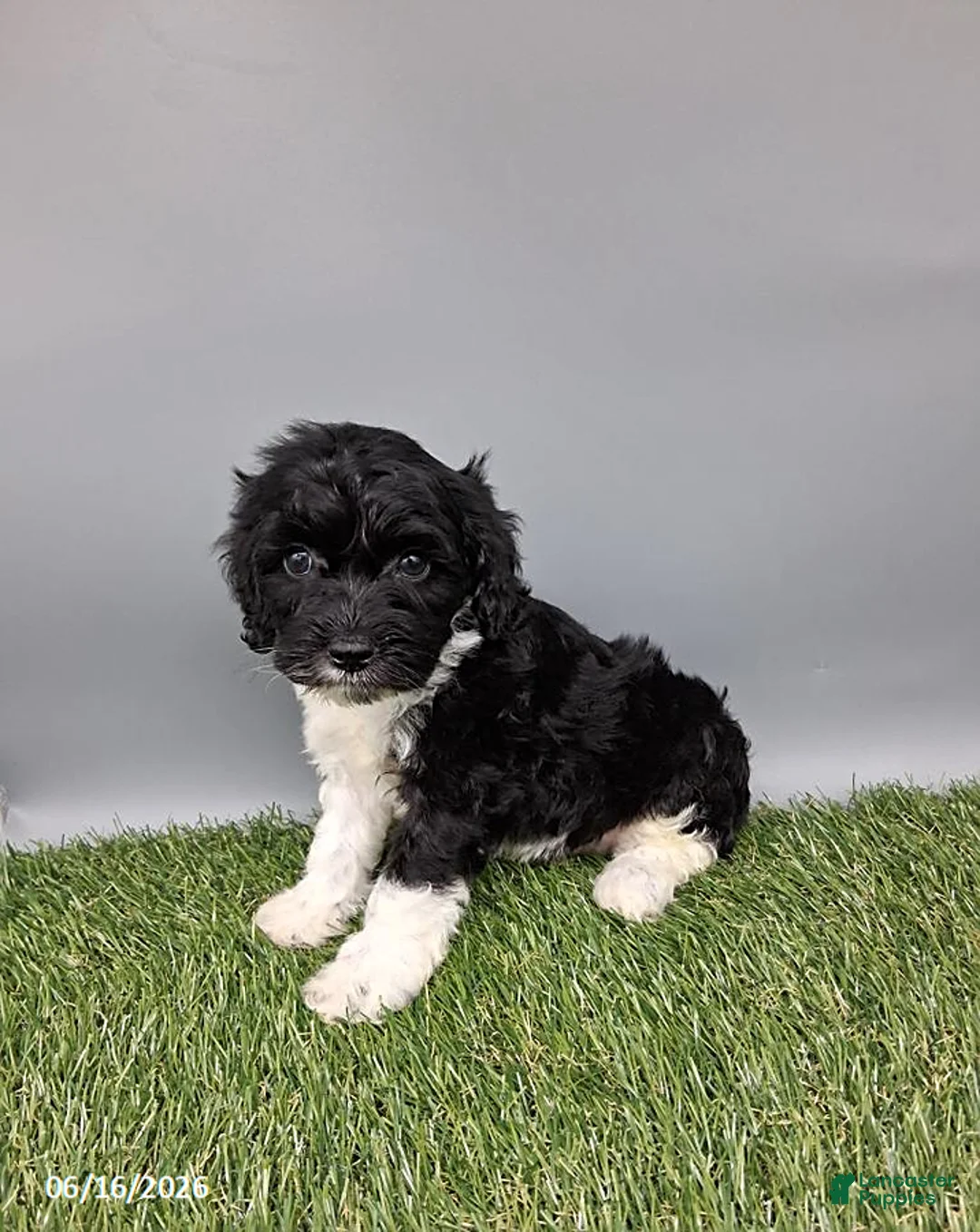 Cockapoo dogs for sale: Candy - Ad 1