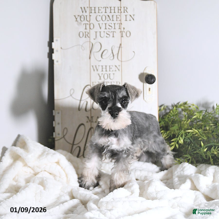 Miniature Schnauzer dogs Nick  - Ad 2