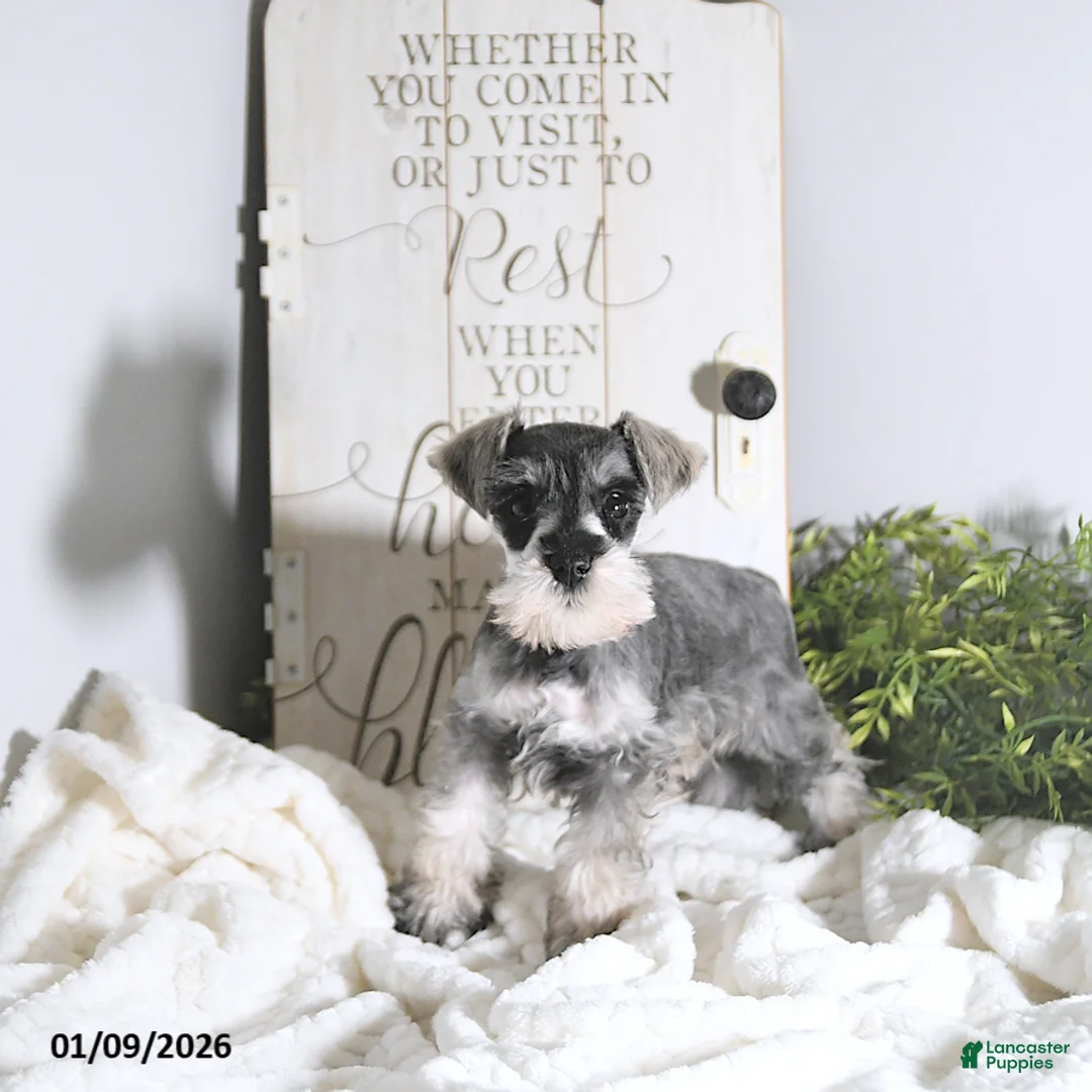 Miniature Schnauzer dogs for sale: Nick  - Ad 2