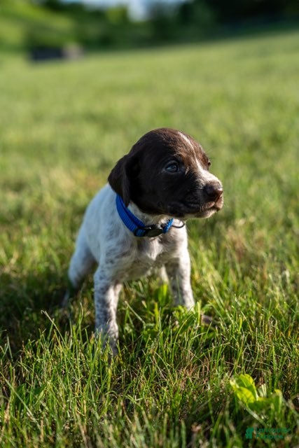 German Wirehaired Pointer dogs Boy 2 (Blue Collar) - Ad 8