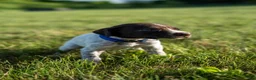 German Wirehaired Pointer dogs for sale: Boy 2 (Blue Collar) - Ad 1