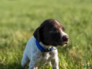German Wirehaired Pointer dogs Boy 2 (Blue Collar) - Ad 8