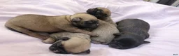 Pug dogs for sale: Rosie - Ad 8