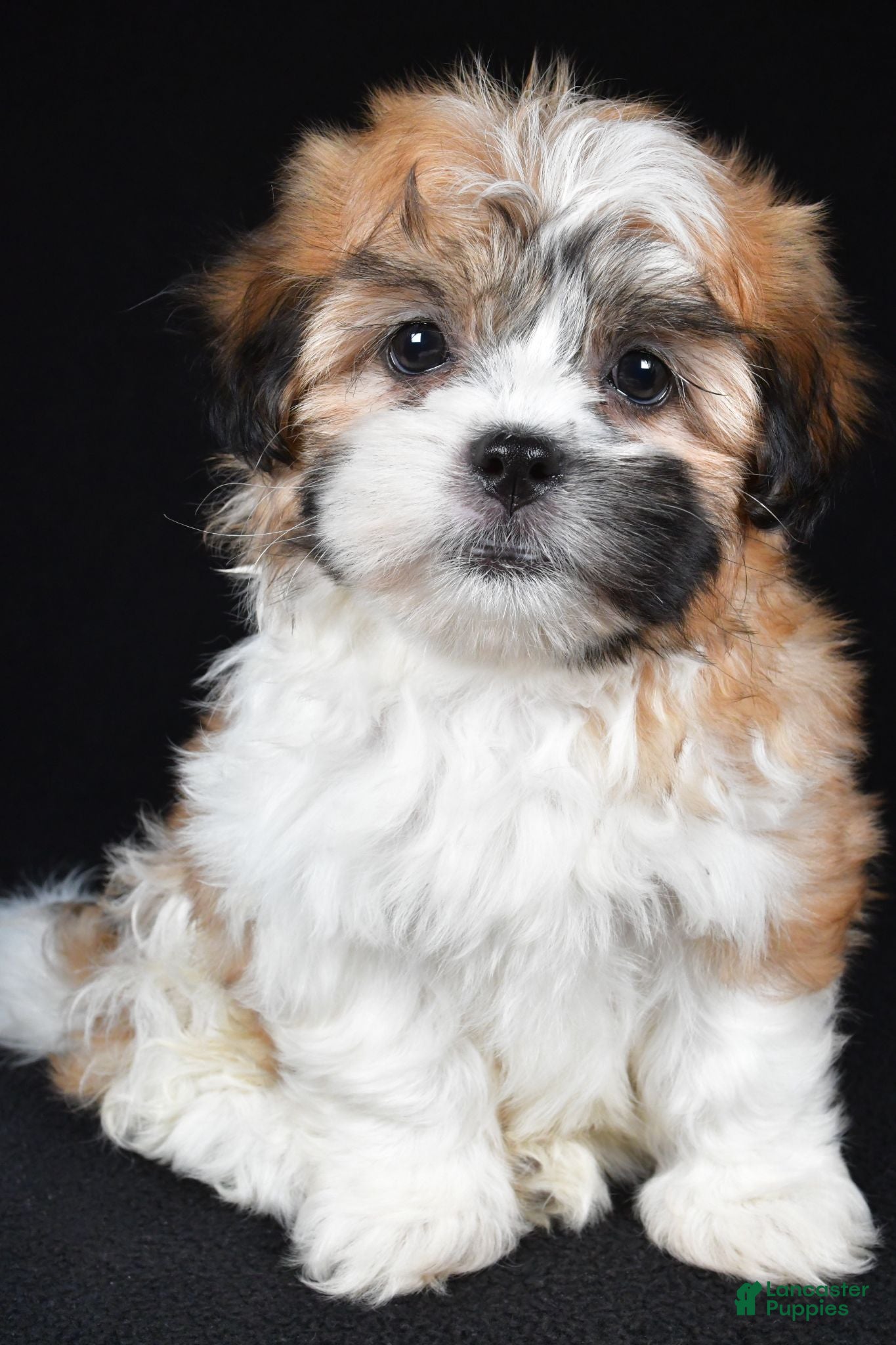 Teddy Bear dogs Cookie - Ad 1