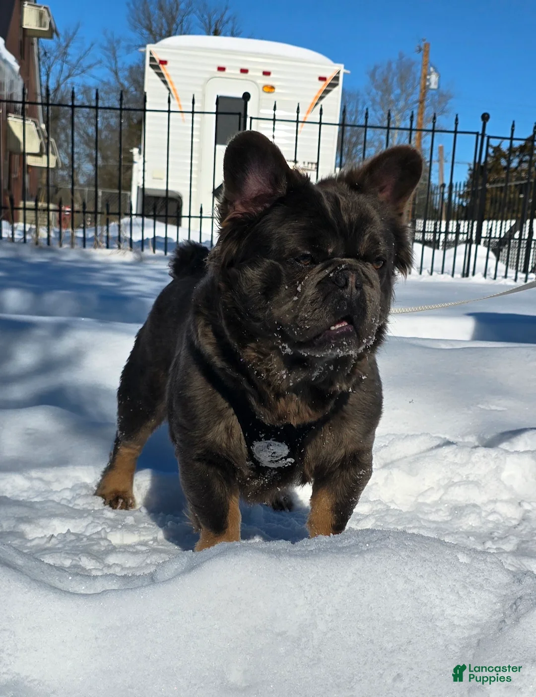 French Bulldog dogs for sale: Tyson - Ad 13