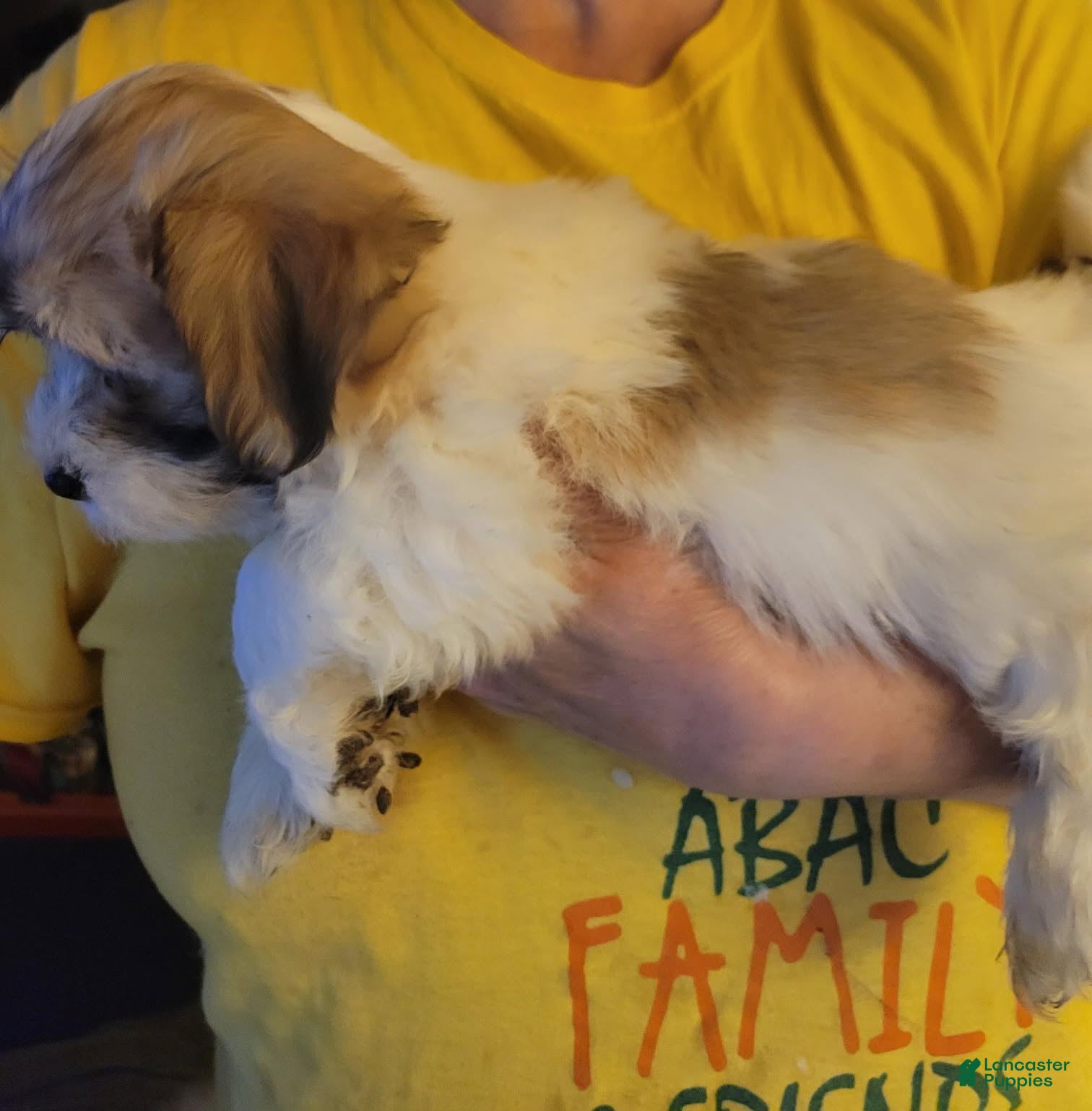 Havanese dogs Boy 1 - Ad 1