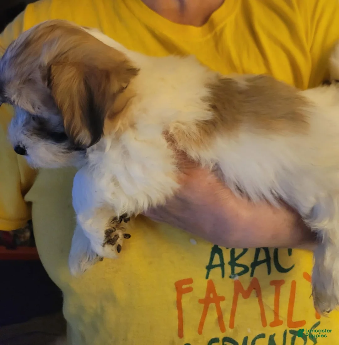 Havanese dogs for sale: Boy 1 - Ad 1