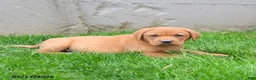Labrador Retriever dogs for sale: Elvin - Ad 2