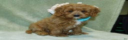 Cavapoo dogs for sale: Beau - Ad 3