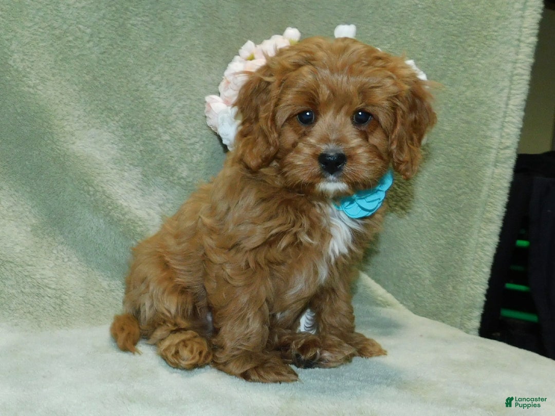 Cavapoo dogs for sale: Beau - Ad 3
