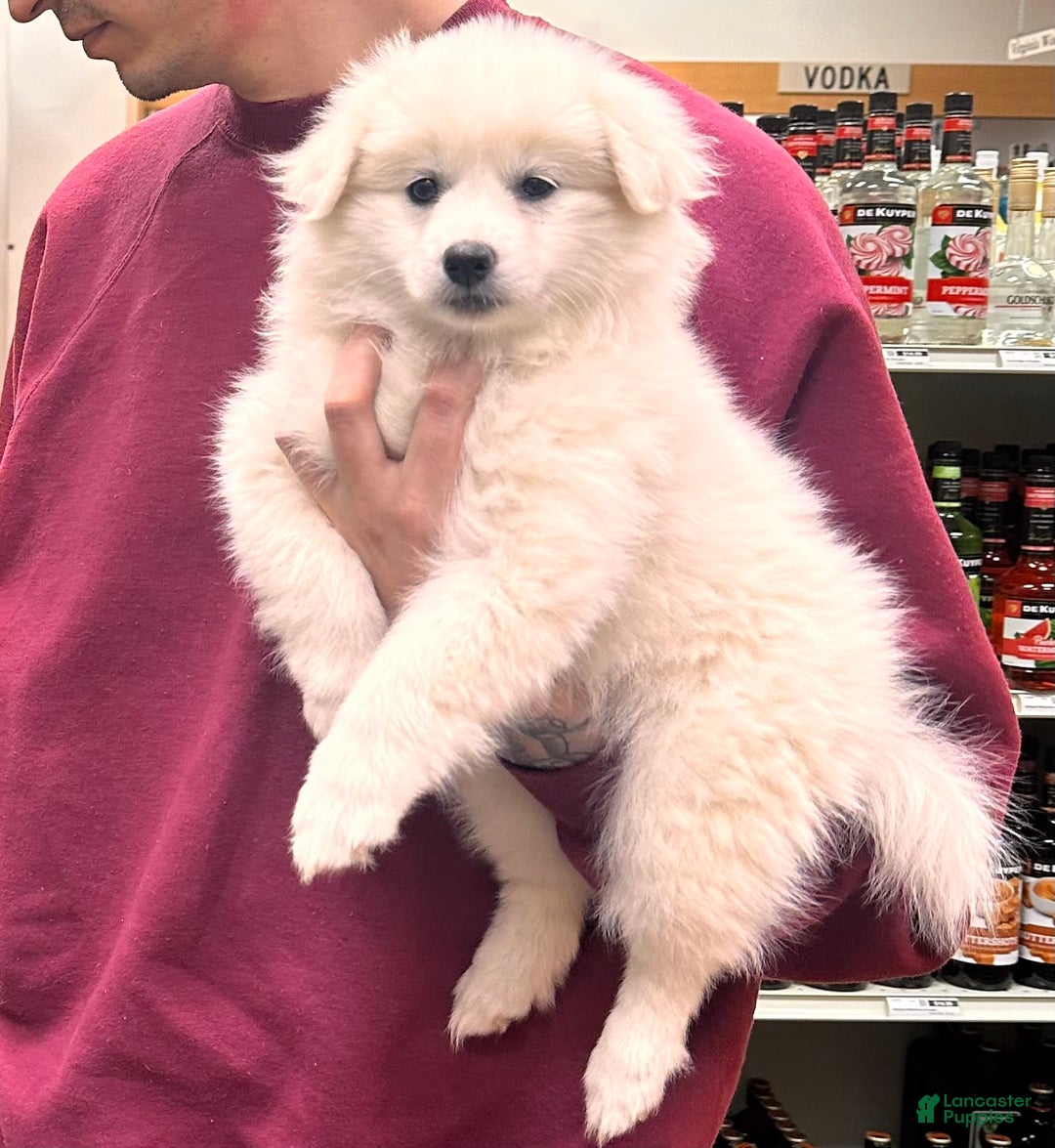 American Eskimo dogs for sale: Annie - Ad 14