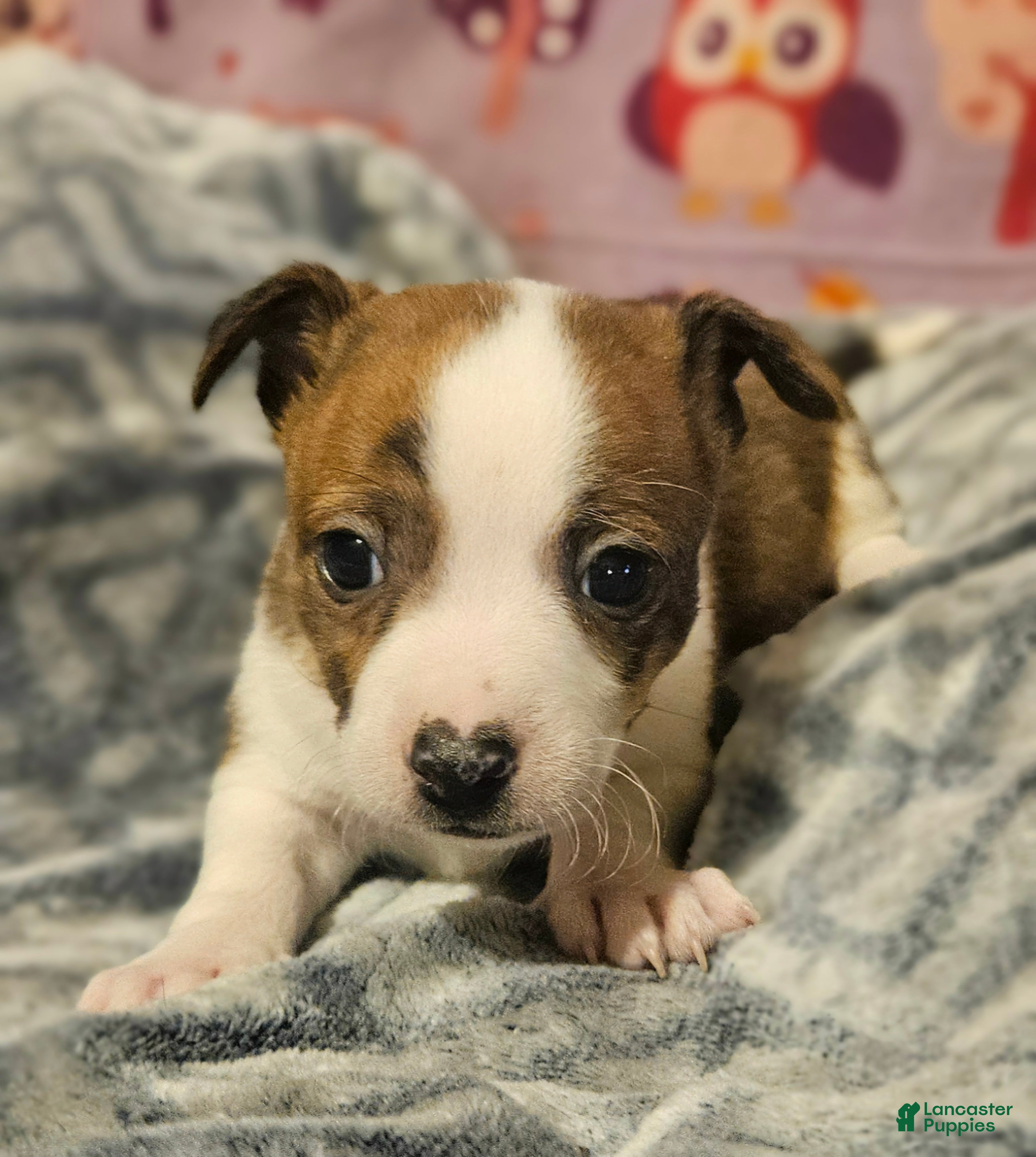 Chihuahua dogs Charley (Small to T-Cup) - Ad 29