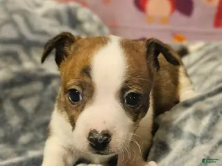 Chihuahua dogs Charley (Small to T-Cup) - Ad 29