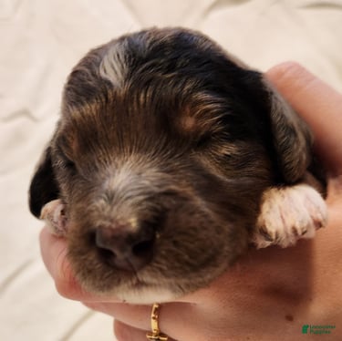 Mini Aussiedoodle dogs for sale: Diesel_Male Blue Merle with Red points and  White Accents - Ad 5