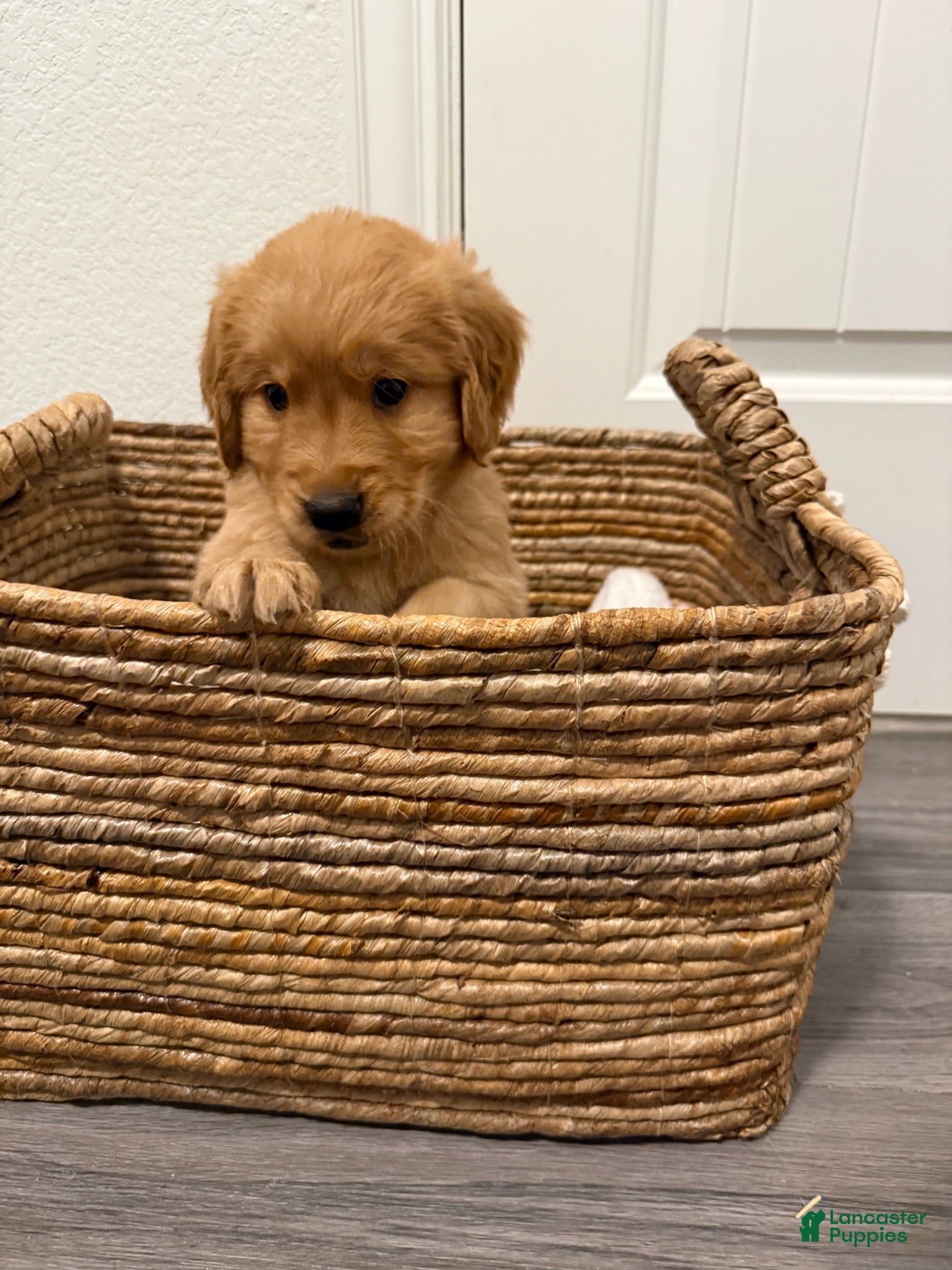 Golden Retriever dogs for sale: Purple - Ad 1