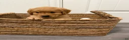 Golden Retriever dogs for sale: Purple - Ad 1