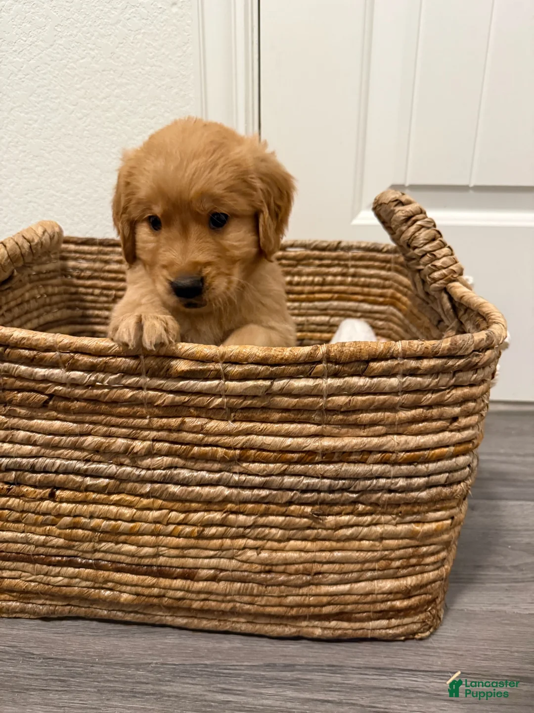 Golden Retriever dogs for sale: Purple - Ad 1