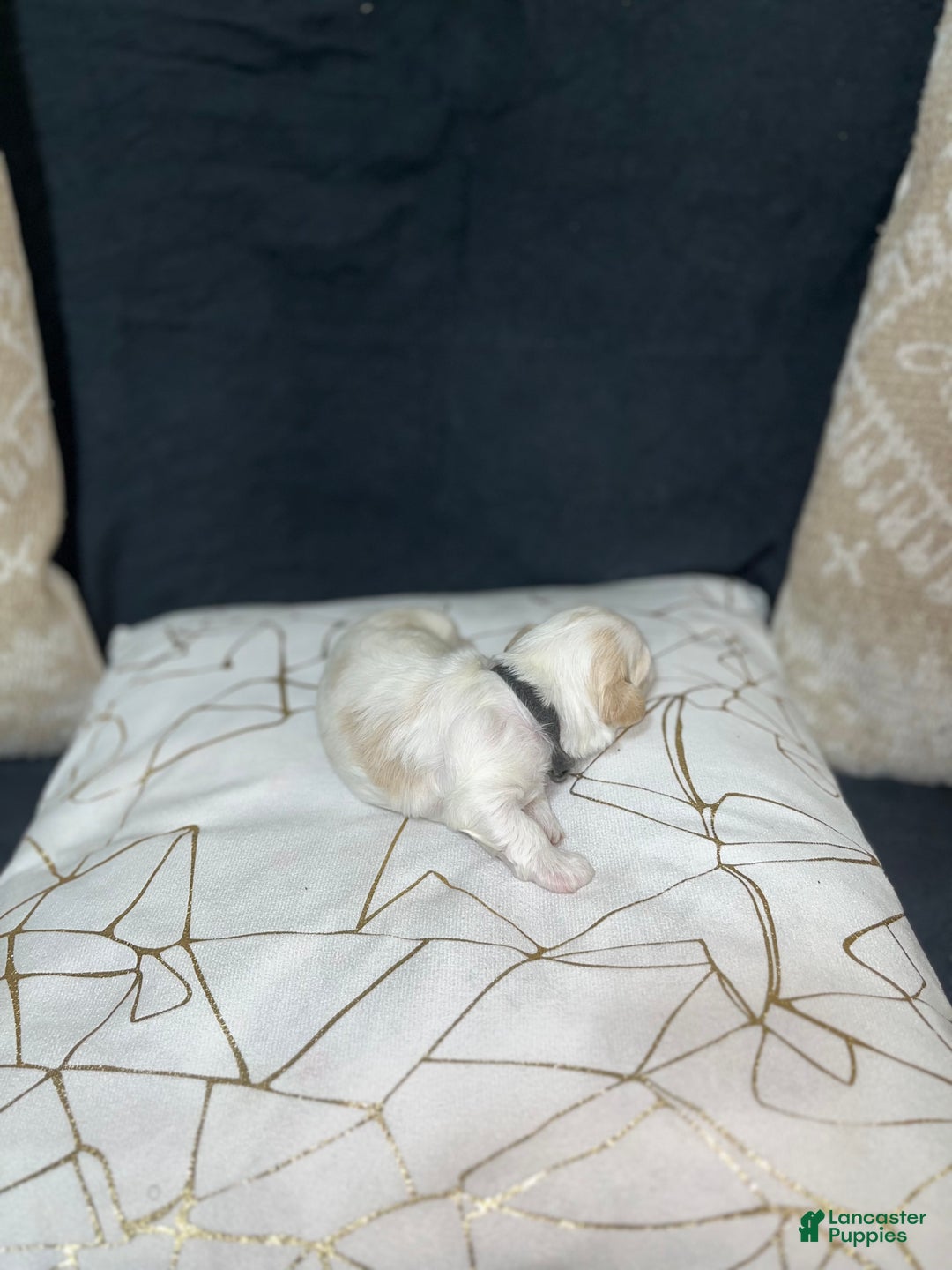 Shih Tzu dogs for sale: Maple - Ad 3